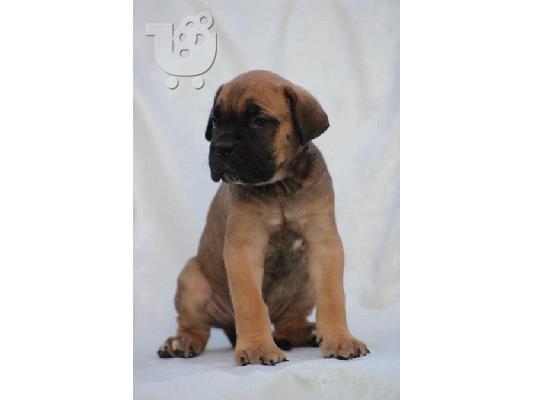 PoulaTo: Cane Corso